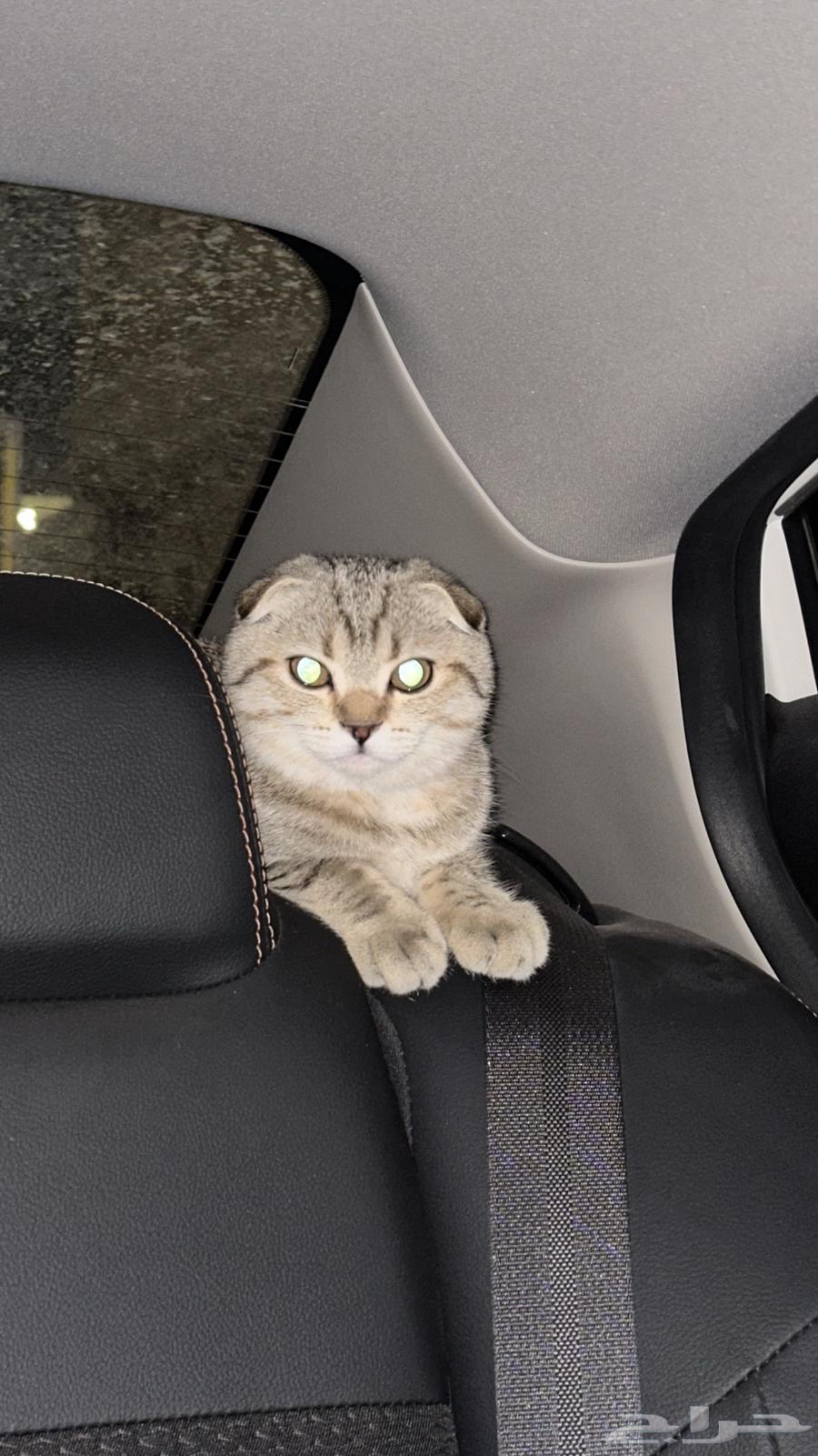 قطه سكوتش تربل فولد للبيع64316115605506110