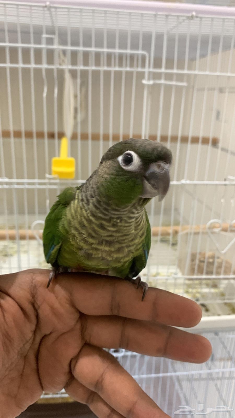 للبيع فرخ كنيور64233788916483113