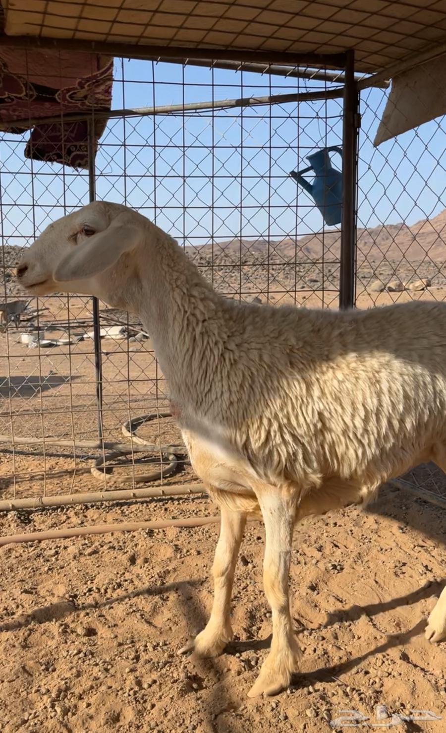 رخل صنف الصنف64315862950401110