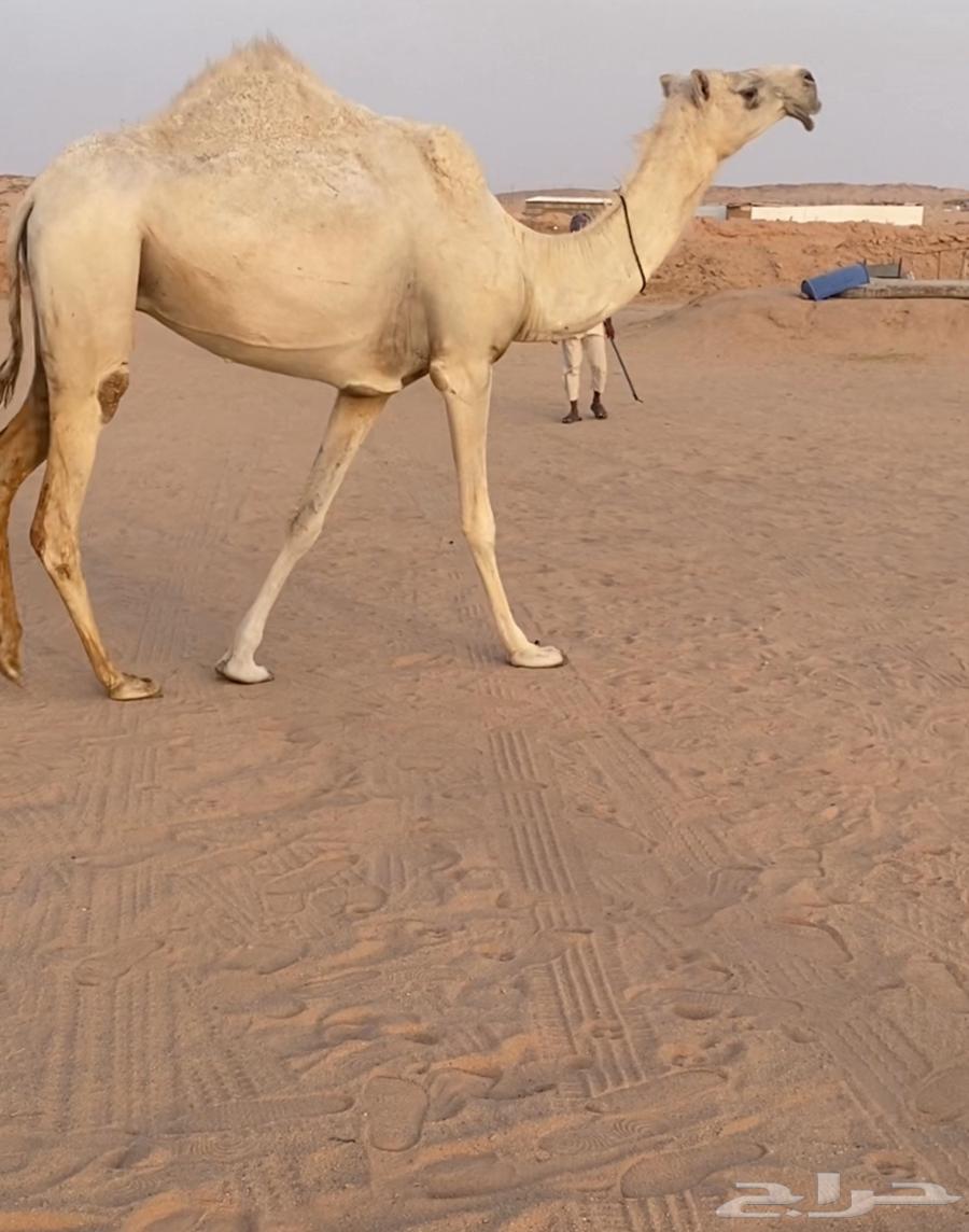 للبيع بكر خفوت السن ثنيه64324061989890111