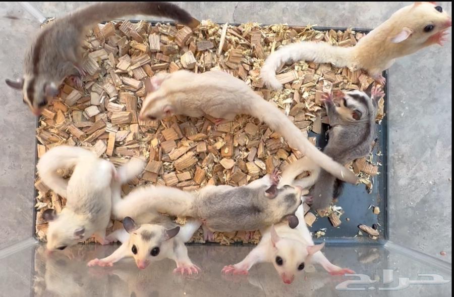 Flying Squirrel Mutations .. Sugar Glider64320113330562110