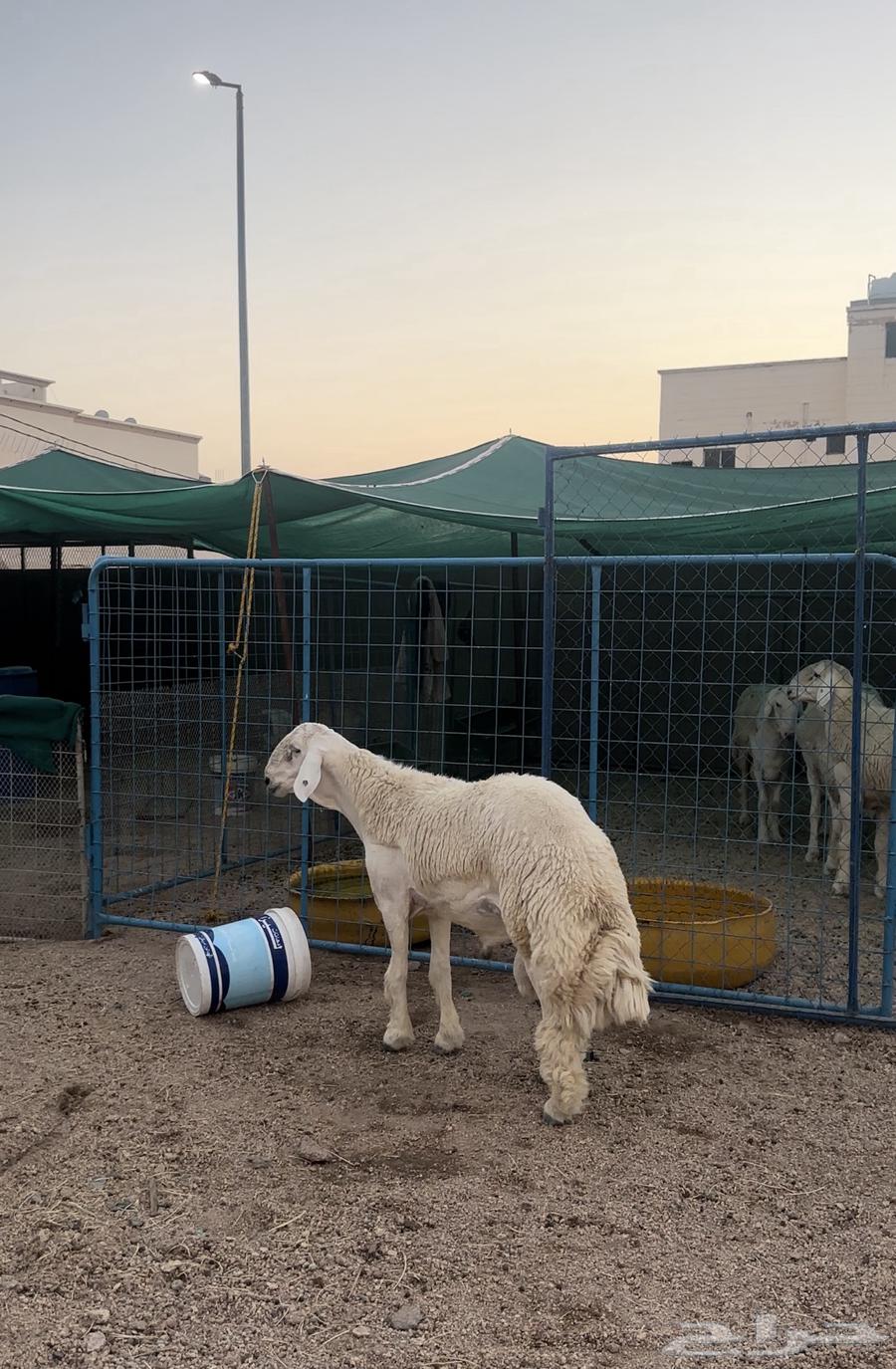 مشروع حري فاخر ( تم البيع )64321181820418110