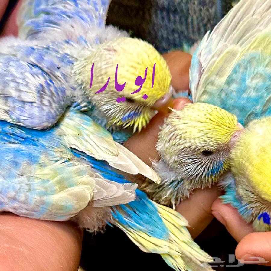 جوز رينبو منتج64313417251841113