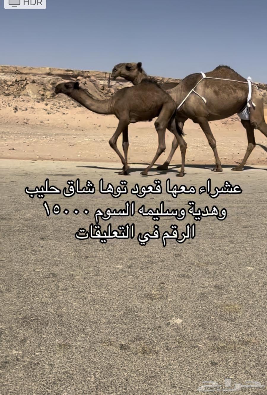 Yellow cow with sitting included under all conditions64318816234625111