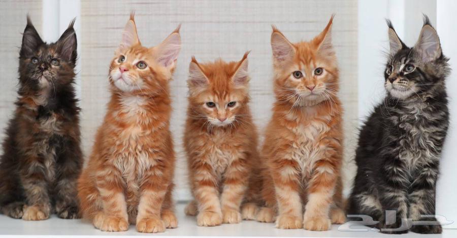 قطط ماين كون العمر شهرين للبيع جاهزين للاستلام64313521287299112