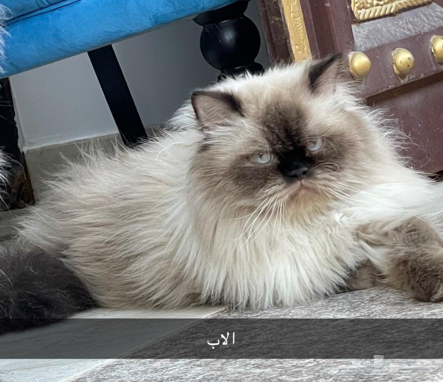Shirazi Himalayan Cats64097029028483112