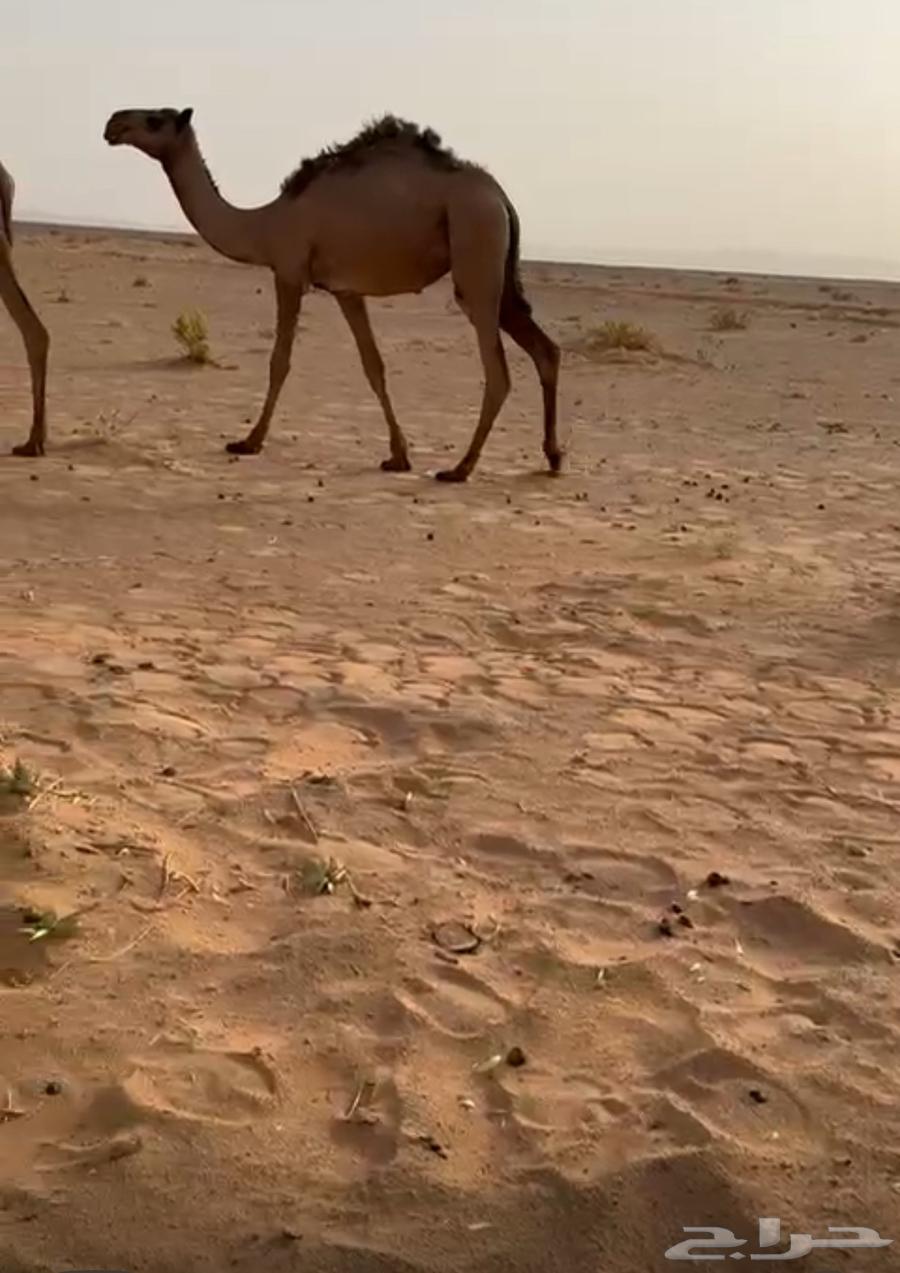 قعود وثلاث أبكار للبيع64245969294593111