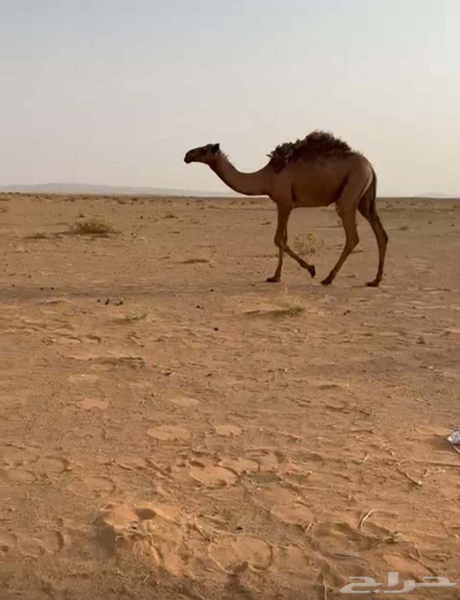 قعود وثلاث أبكار للبيع64245969294593112