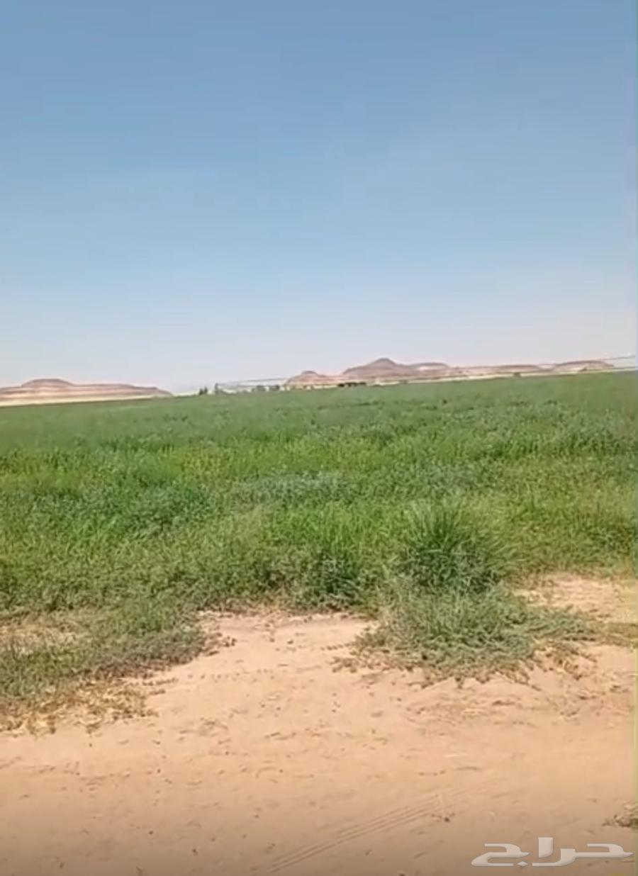 ثلاث مزراع حدايد في عيينة مؤجرة 18063613619361153110