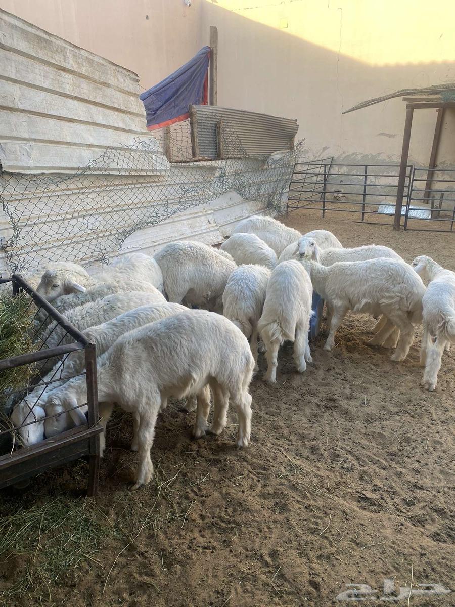 طليان حريات للبيع64322778124033111