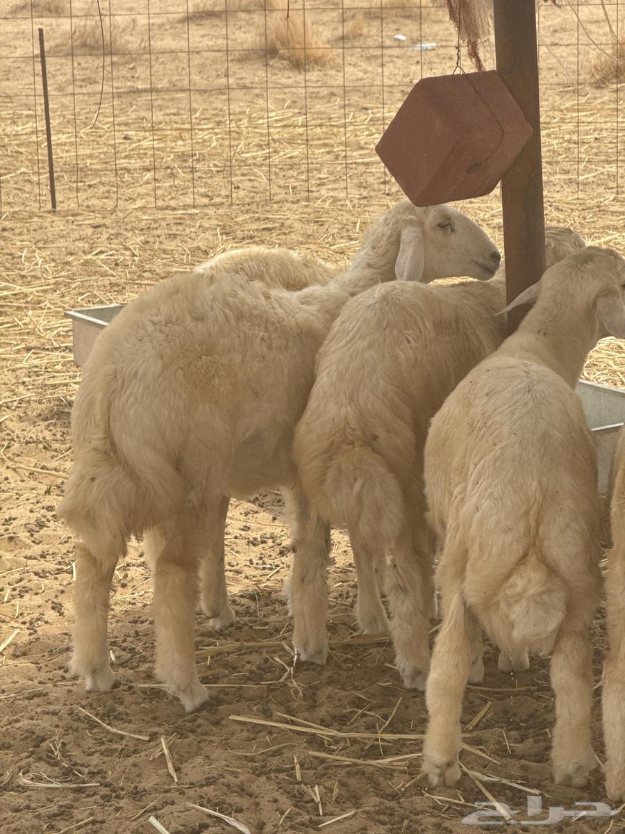 طليان مقفلة شحم ولحم64238540636291113