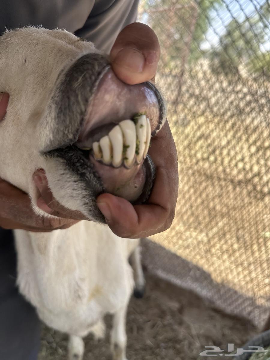 للبيع حريه متبع ب ثنين64322297886083110