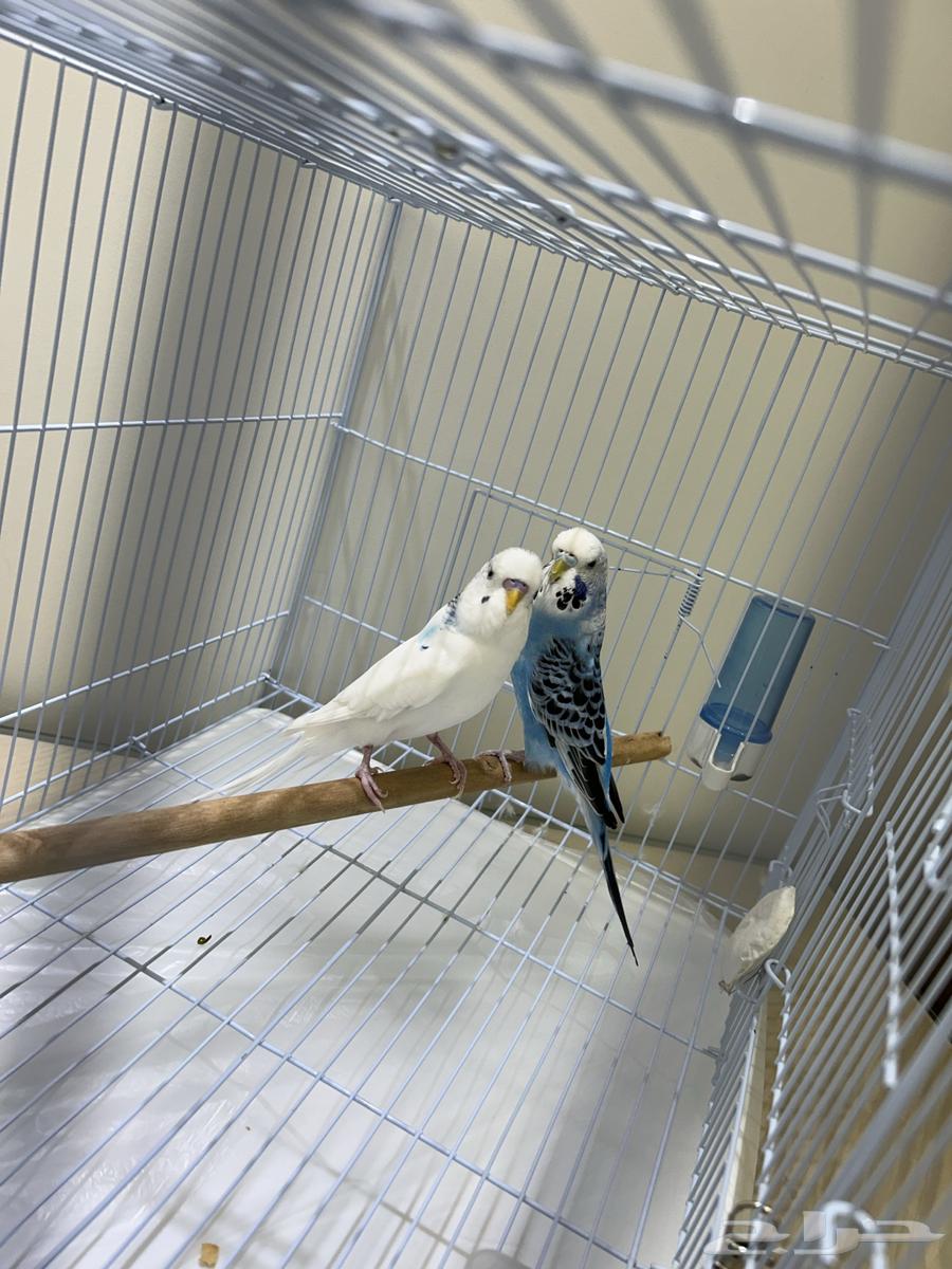 زوج بادجي للبيع64319286253186112