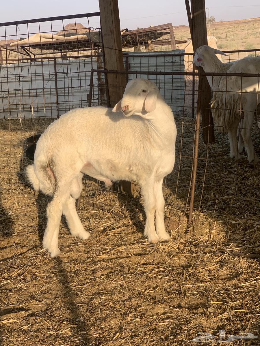 خروف صنف64323259487107112
