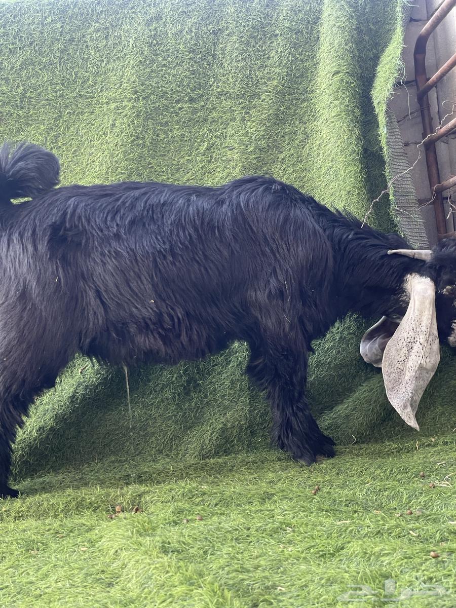 تيس عارضي صنف خصم الخصم64360068777729111