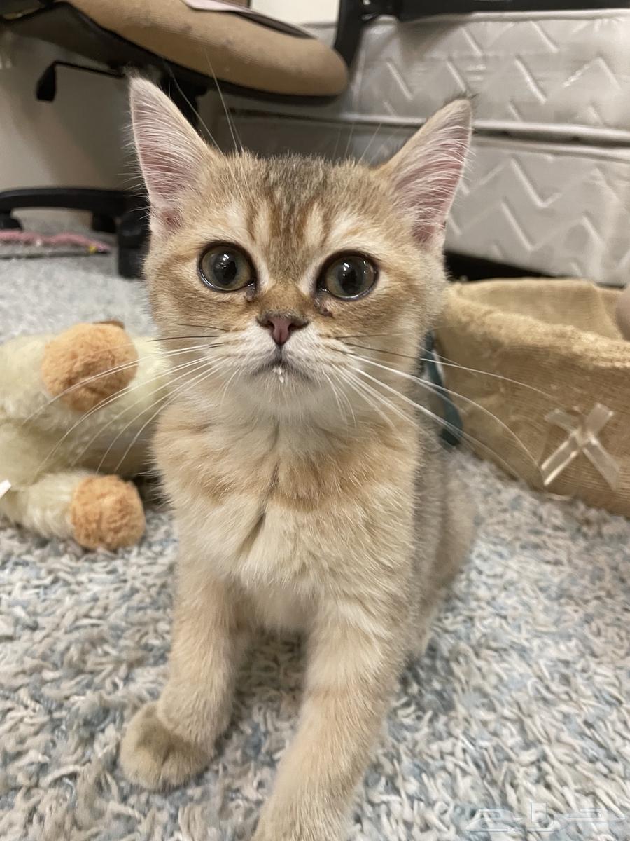 للبيع قط  إكزوتيك بيور64319345695233112