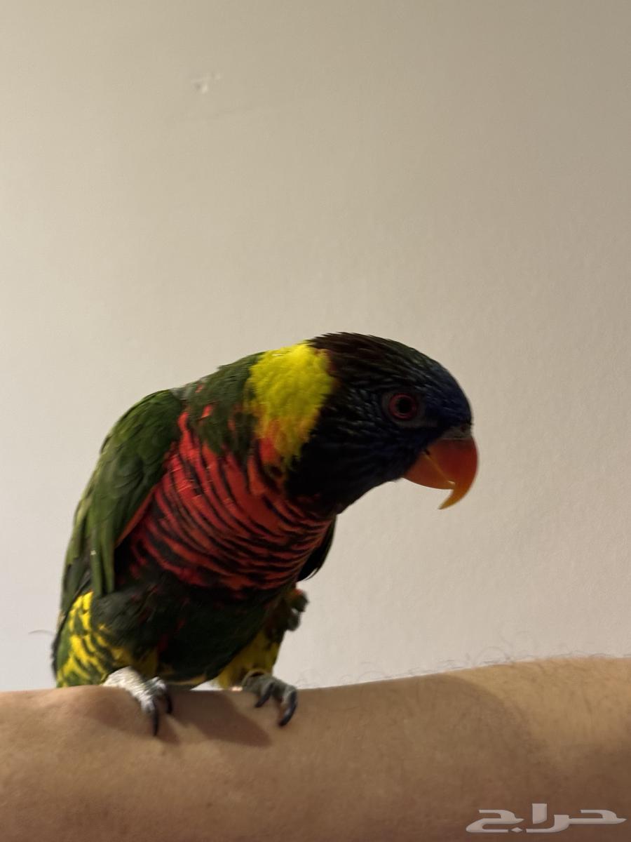 بغباء اللوري64323881094403113