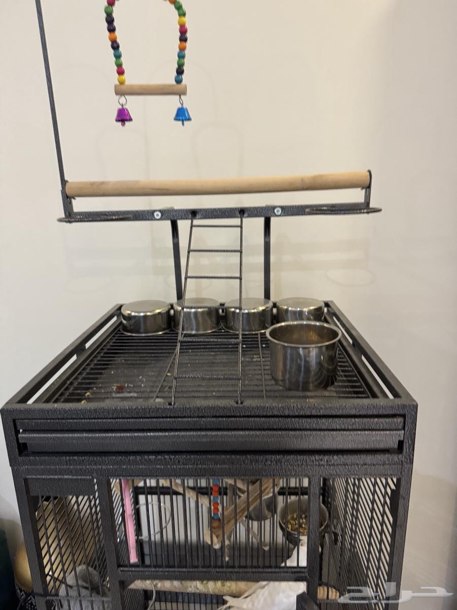 طير كوكتيل ذكر مع القفص64323214387969113