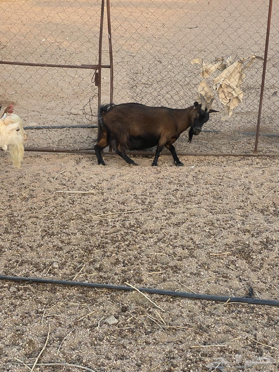 Dwarf goat for sale, short and from a white buck64320624560259110