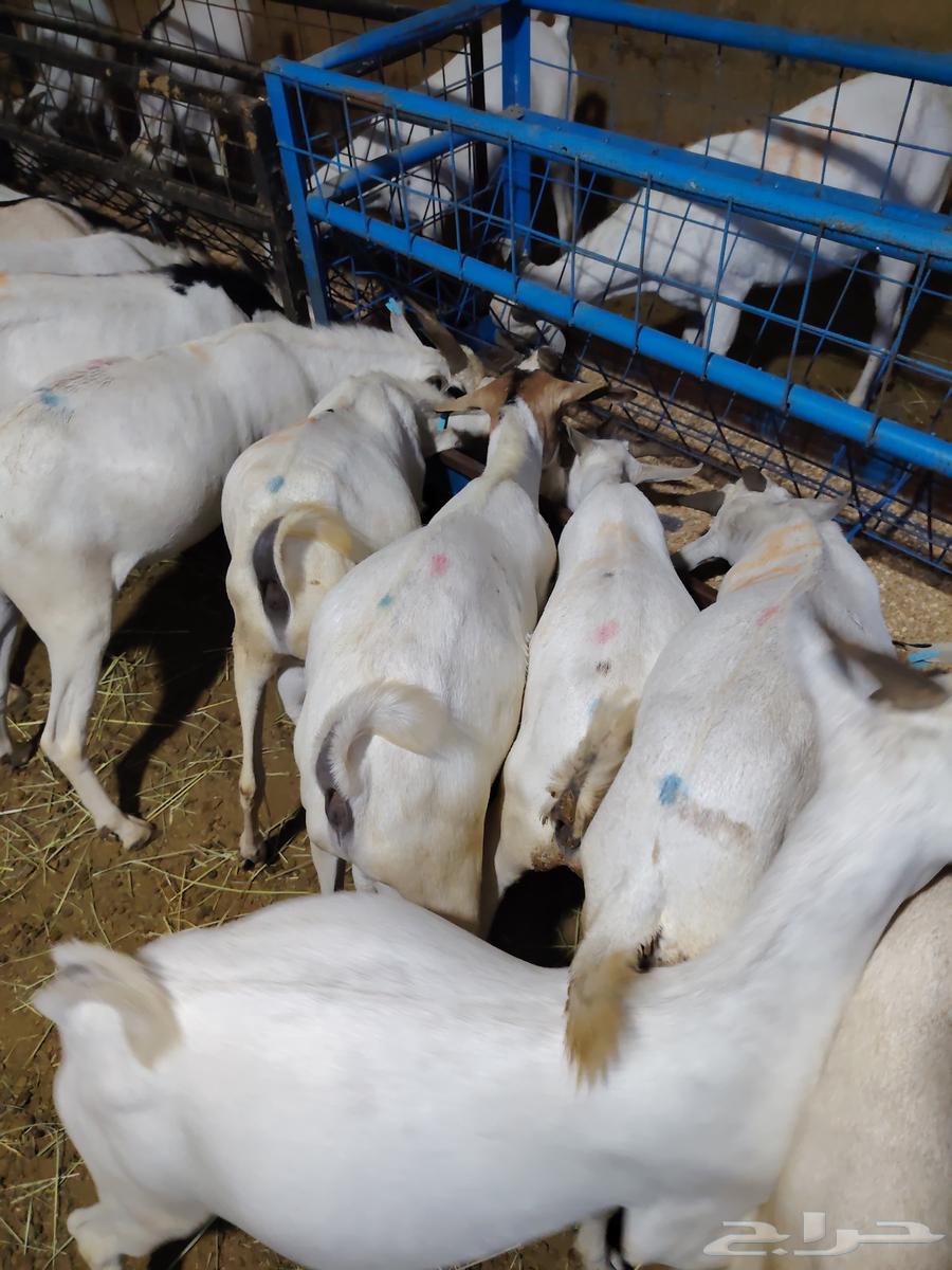 Individual and group sale of Barbary rams, goats, and shoulders64322626784003110