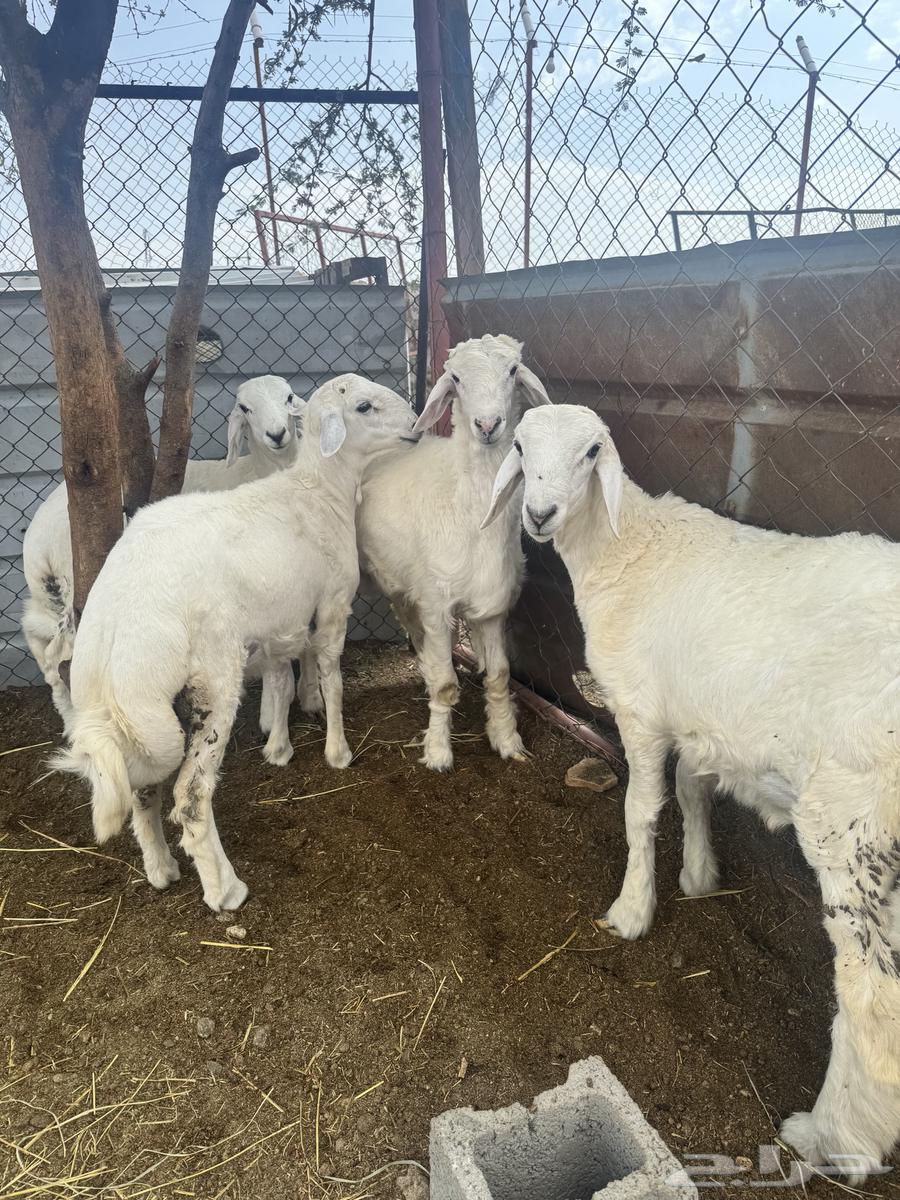 Italian lambs for sale, 15 in total from 3 months to 6 months64323516463619111