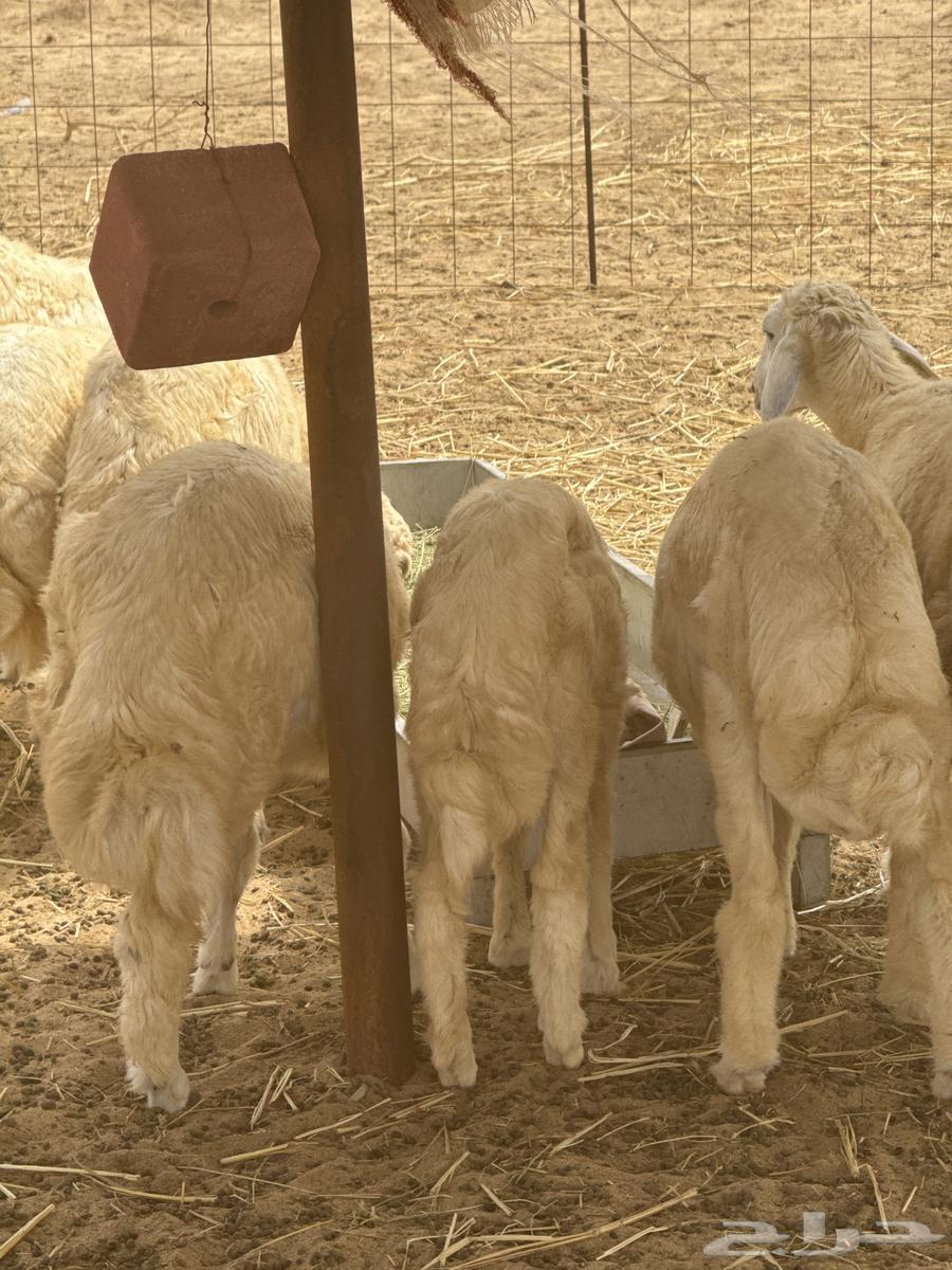 طليان مقفلة شحم ولحم64238540636291114