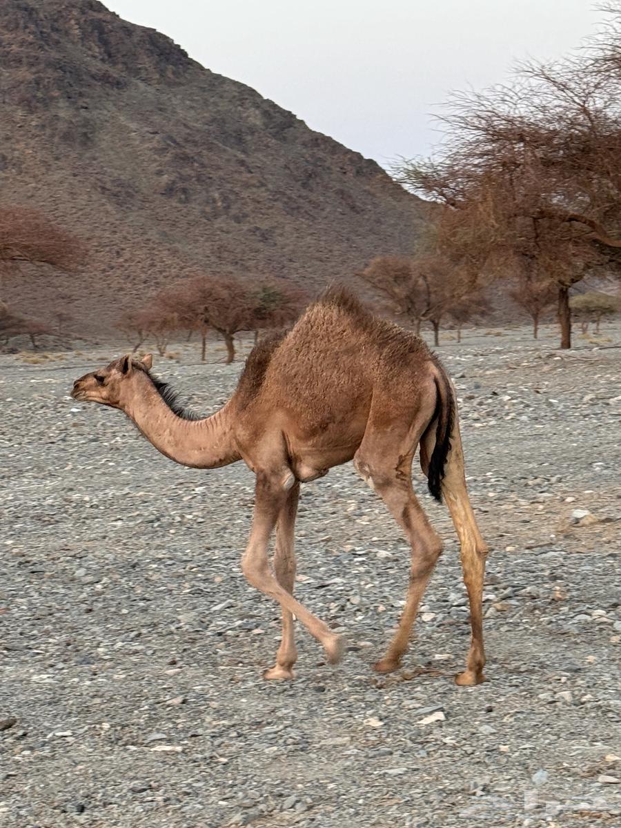 بكرتين للبيع وصل اليوم 375064322521760258110