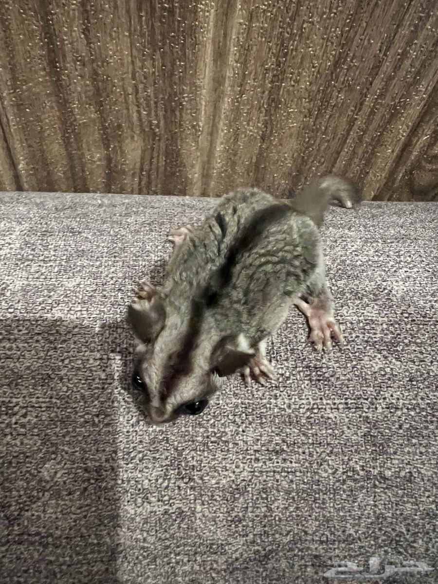 Gliding Squirrel64321304339969113