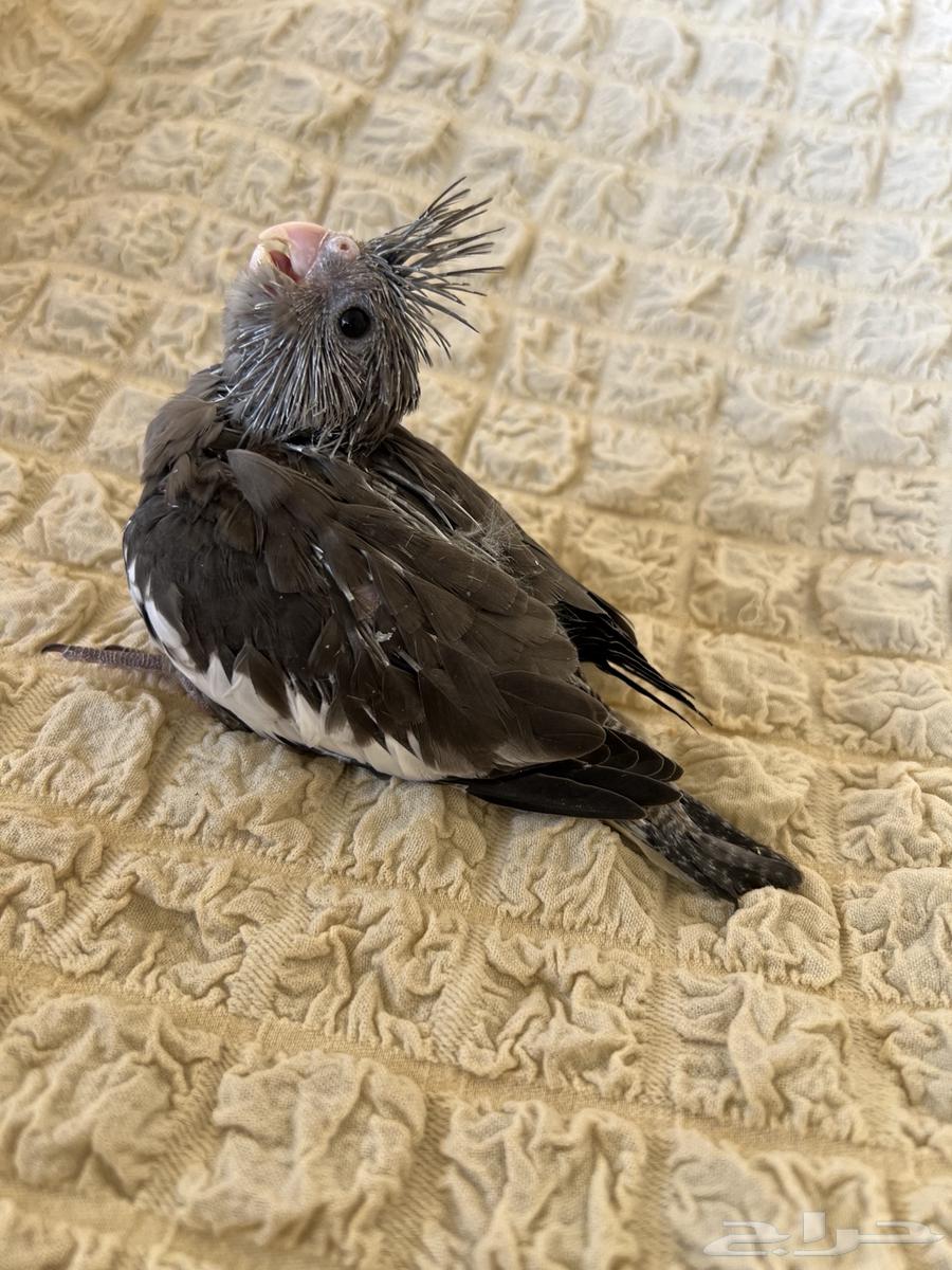 فرخ كروان (تم البيع )64316516345603111