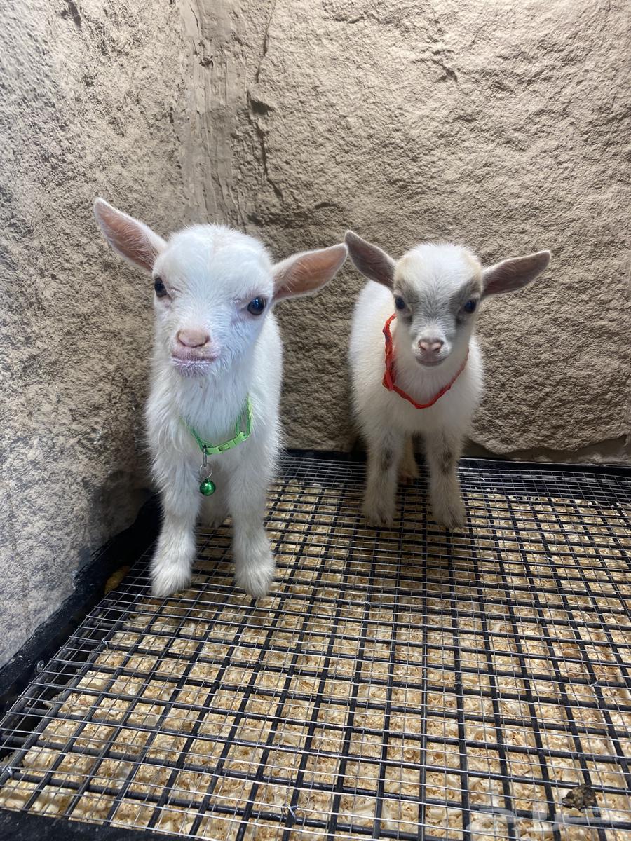 Pygmy Goat Beyour64317797323906111