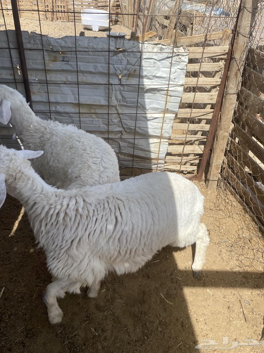 للبيع طلي ورخل64324107468161111