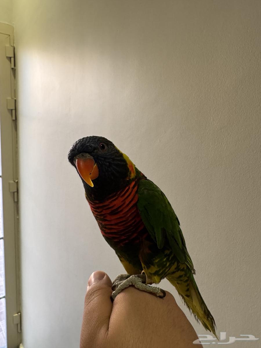 بغباء اللوري64323881094403112