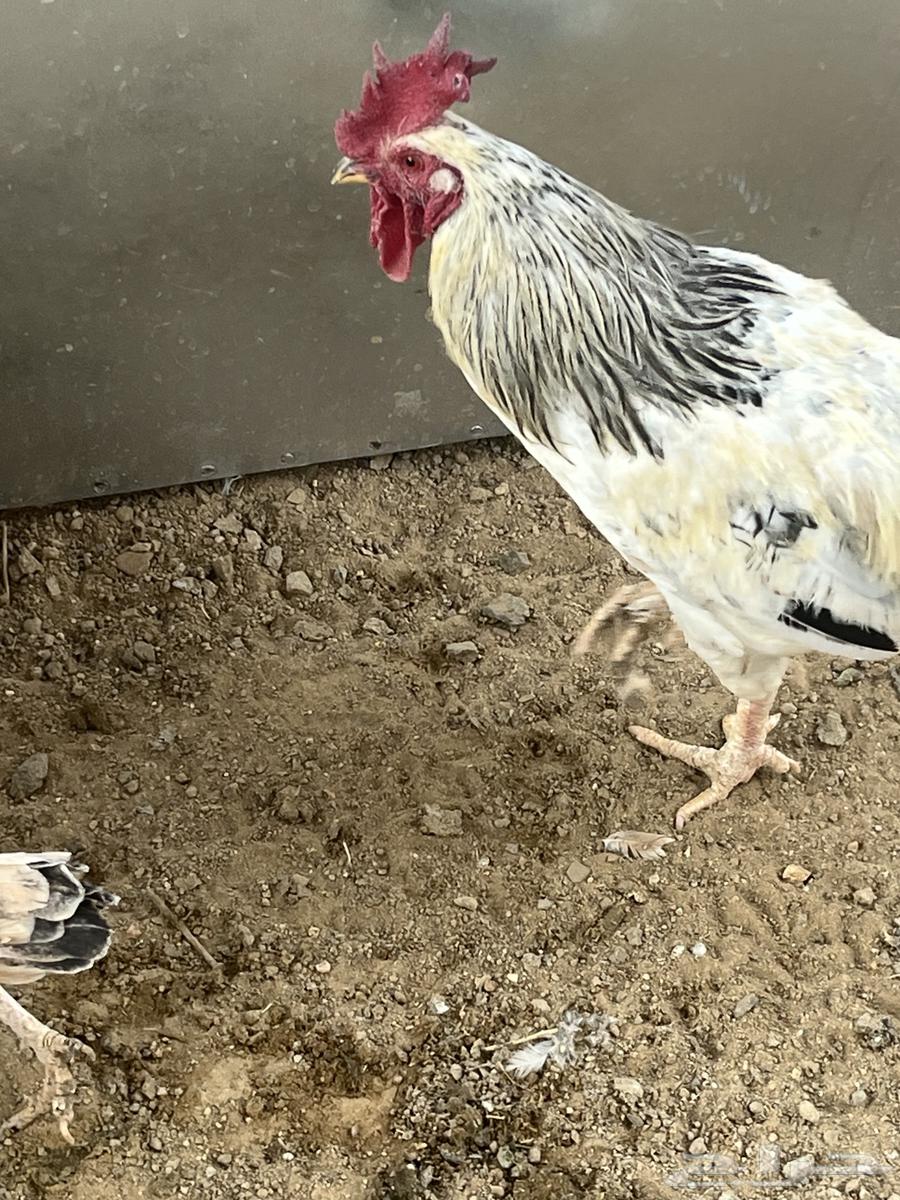 ديكه فرنسيه64316857034498110