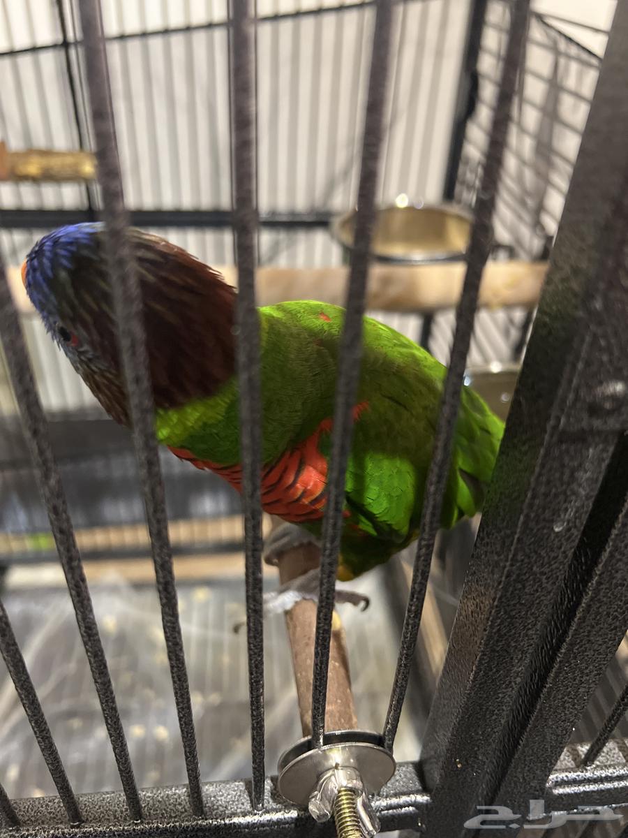 ببغاء اللوري عمر سنه يمكن السعر 300064360885418627111