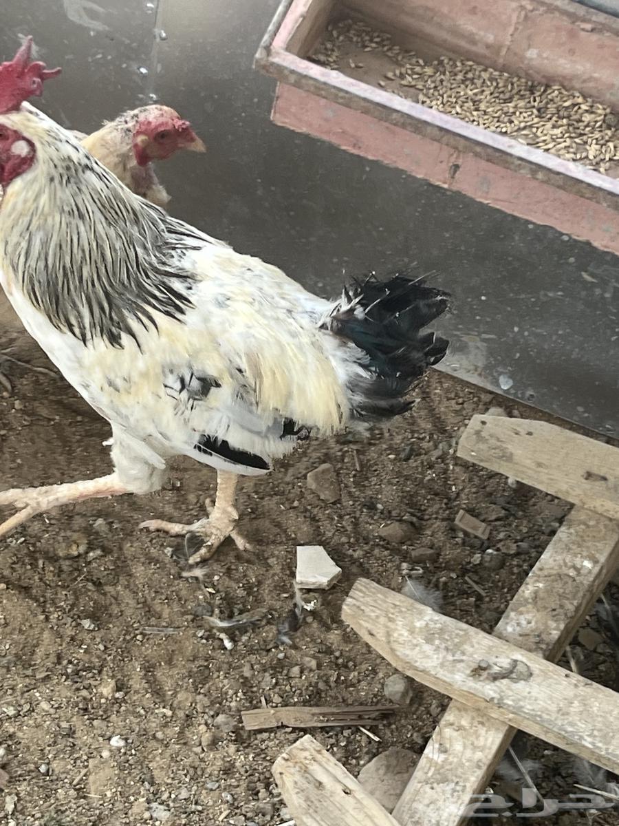 ديكه فرنسيه64316857034498112