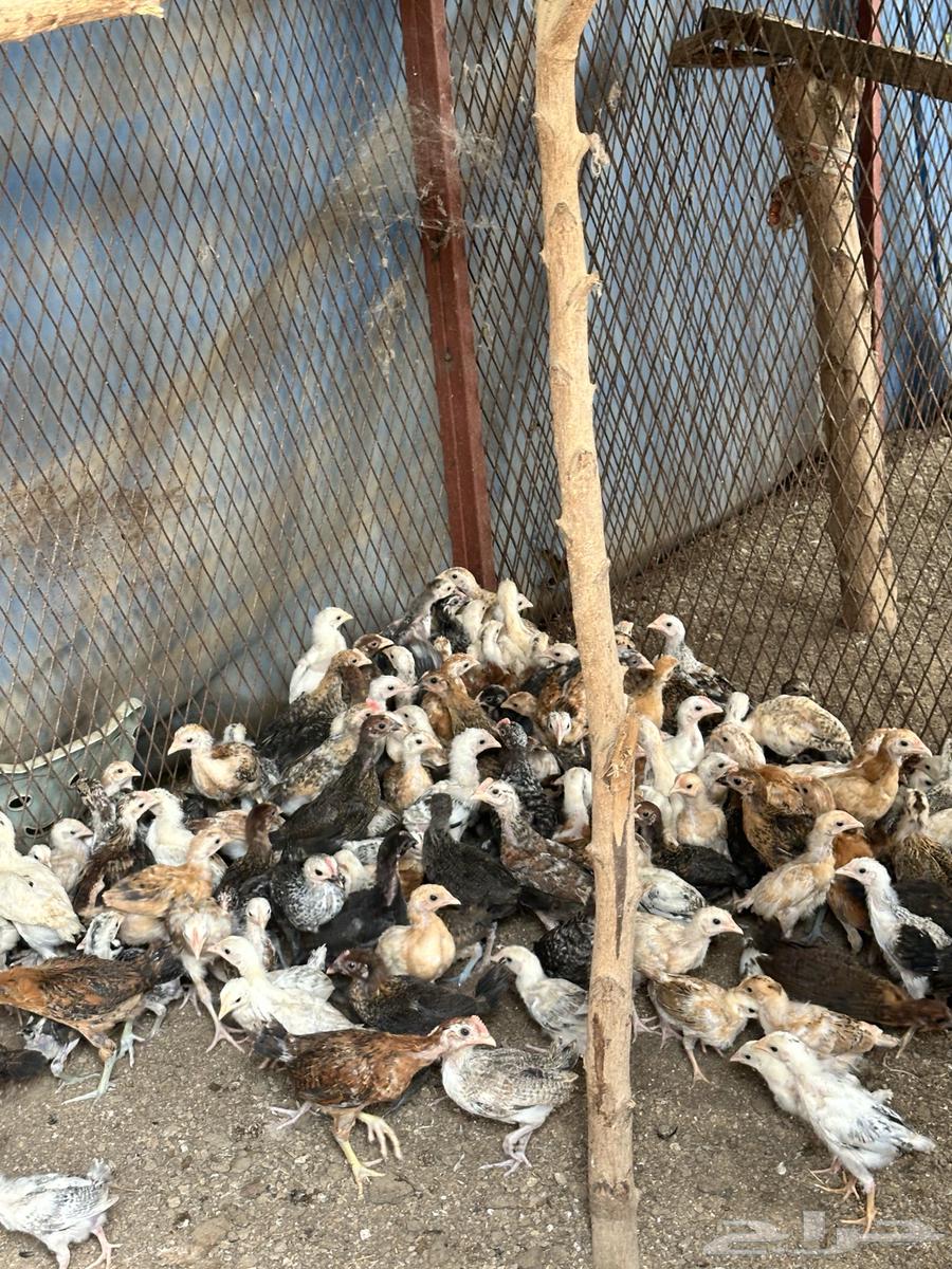 Two-month-old local and Fayoumi chicken chicks and roosters64315416628737111