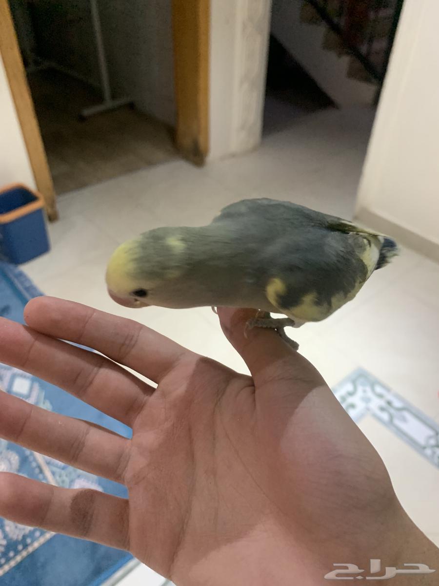 روز اليف جدا64319979277826111