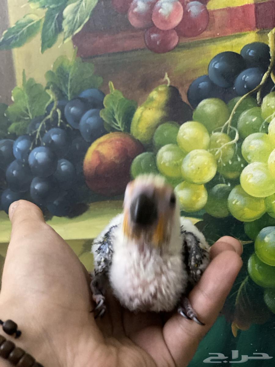 تم البيع فرخ صن كنيور64320457599873112