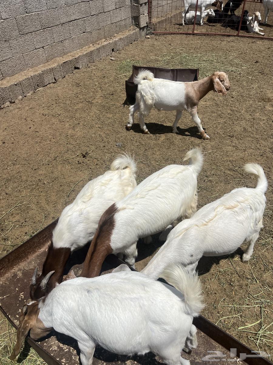 Tios and Jifar64316442159619110