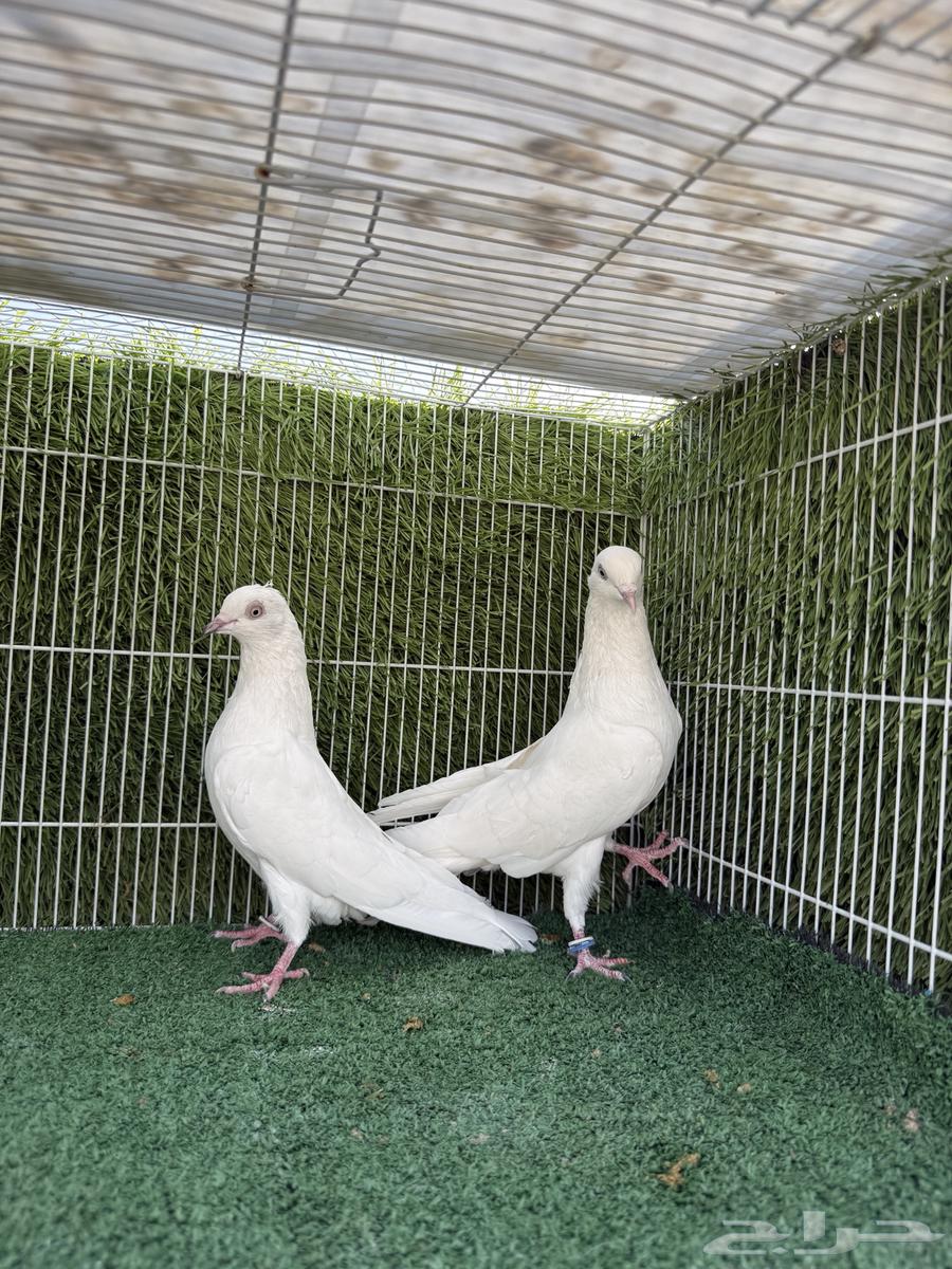 زوج سندرا باكستاني اساس64319633808898114