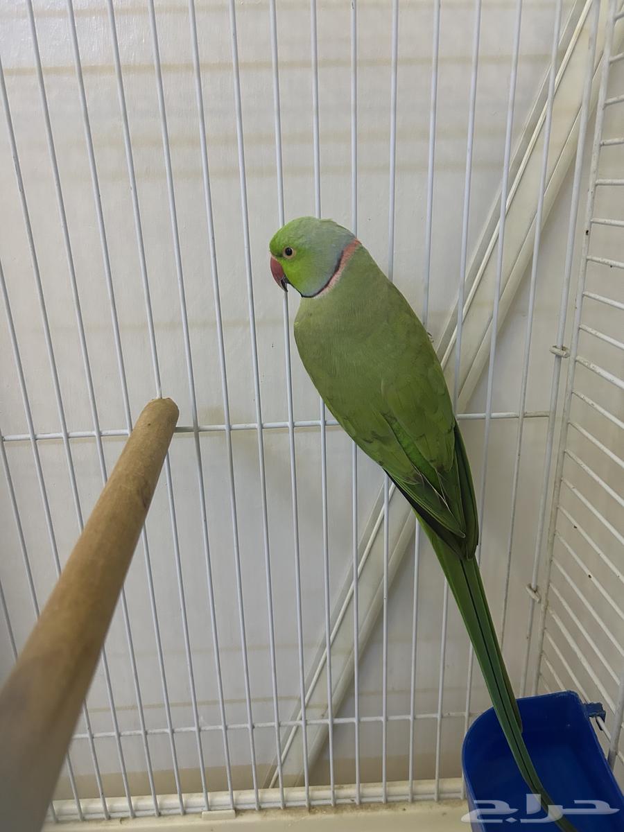 دره ذكر غير اليف64320457631489110