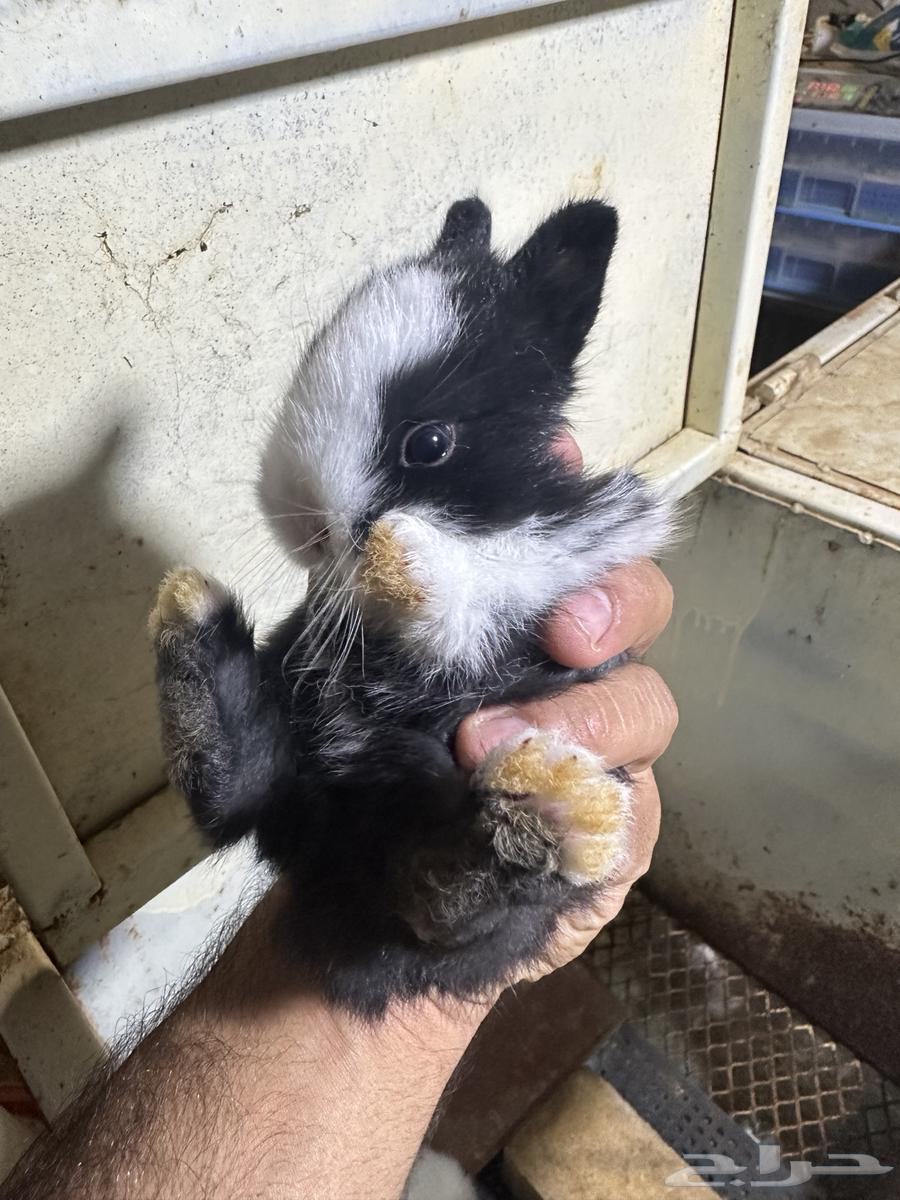 Dwarf Netherland Rabbits64317034376577113