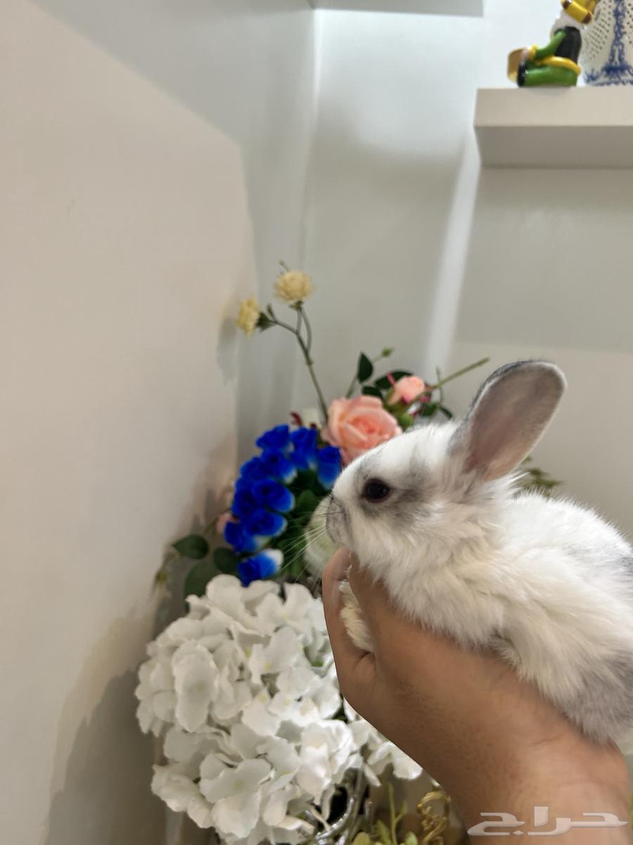 Dutch Dwarf Rabbits of All Colors64313970864385113