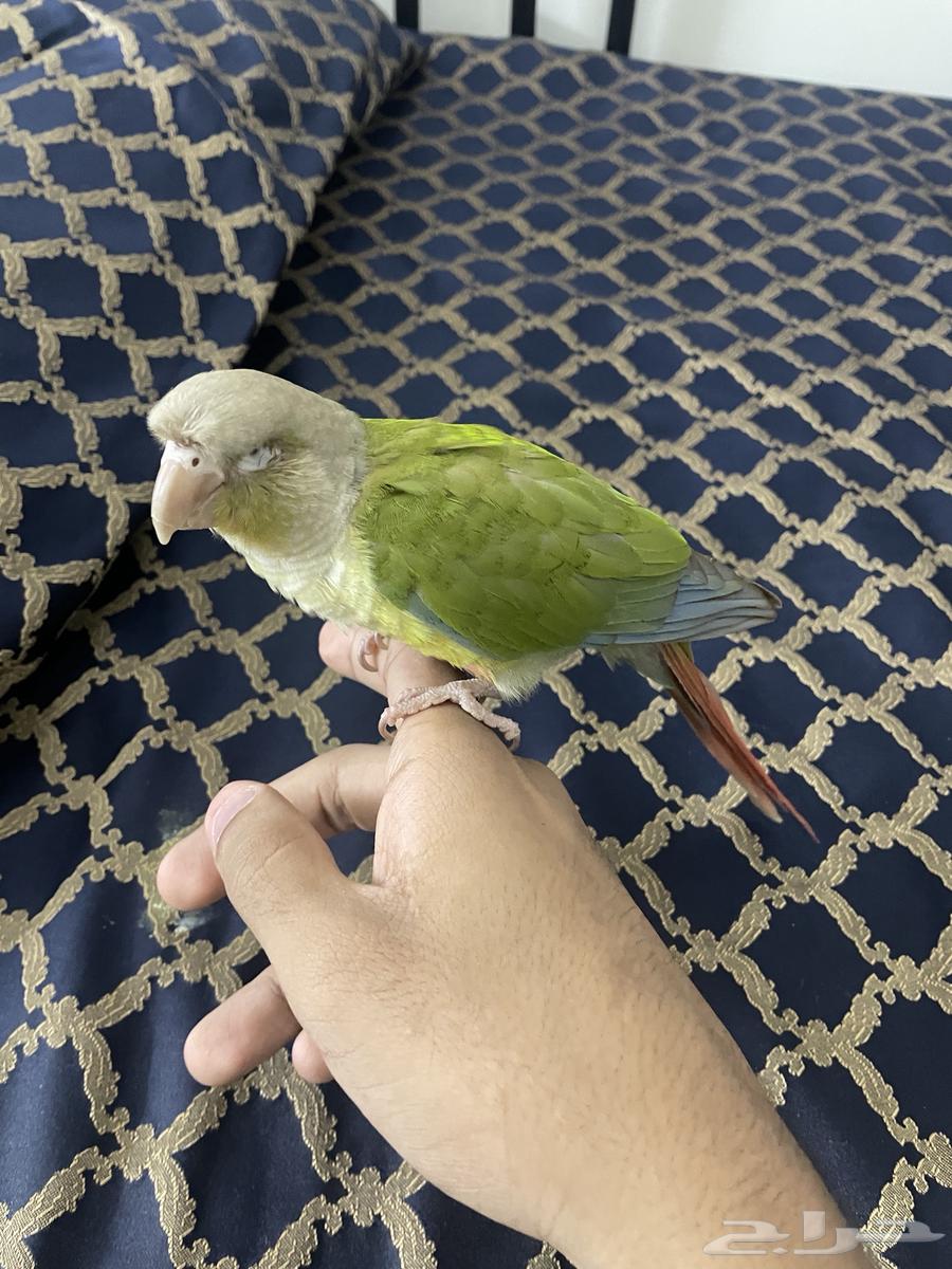 كنيور اناناس اليف64315297862531111