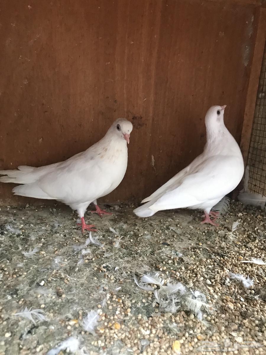 قلاب كوره وايراني عبداني64321106589059114