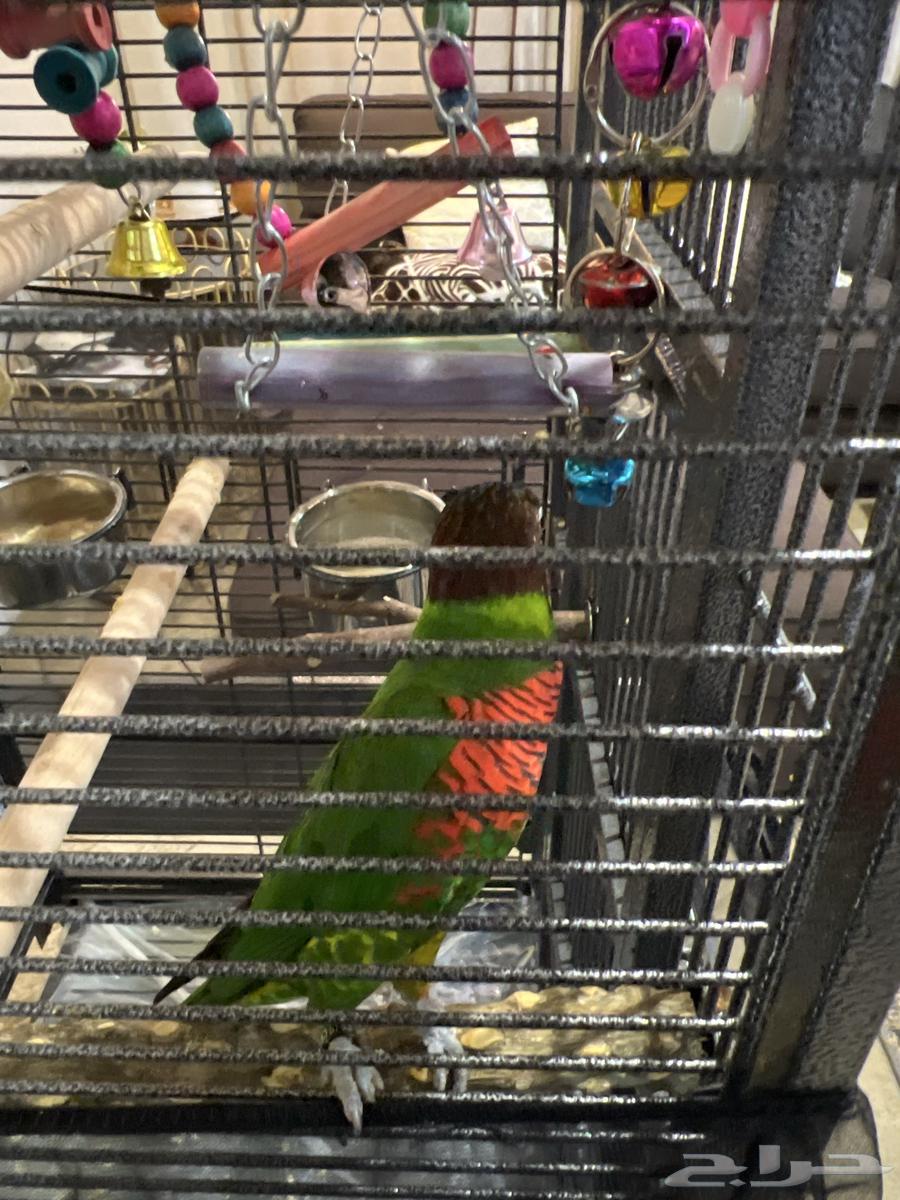 ببغاء اللوري عمر سنه يمكن السعر 300064360885418627113