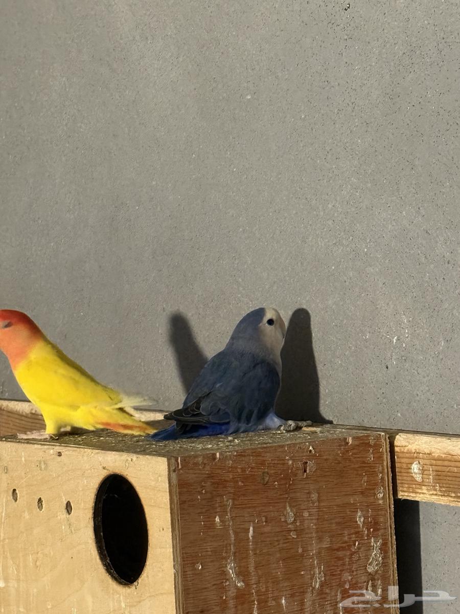 للبيع ذكر روز64322026933891111