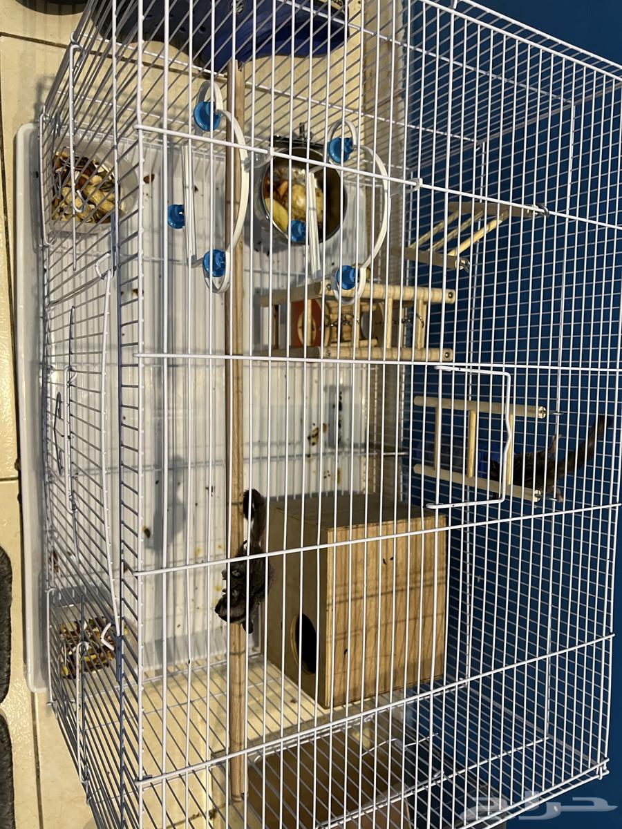 Gliding Squirrel64321304339969112