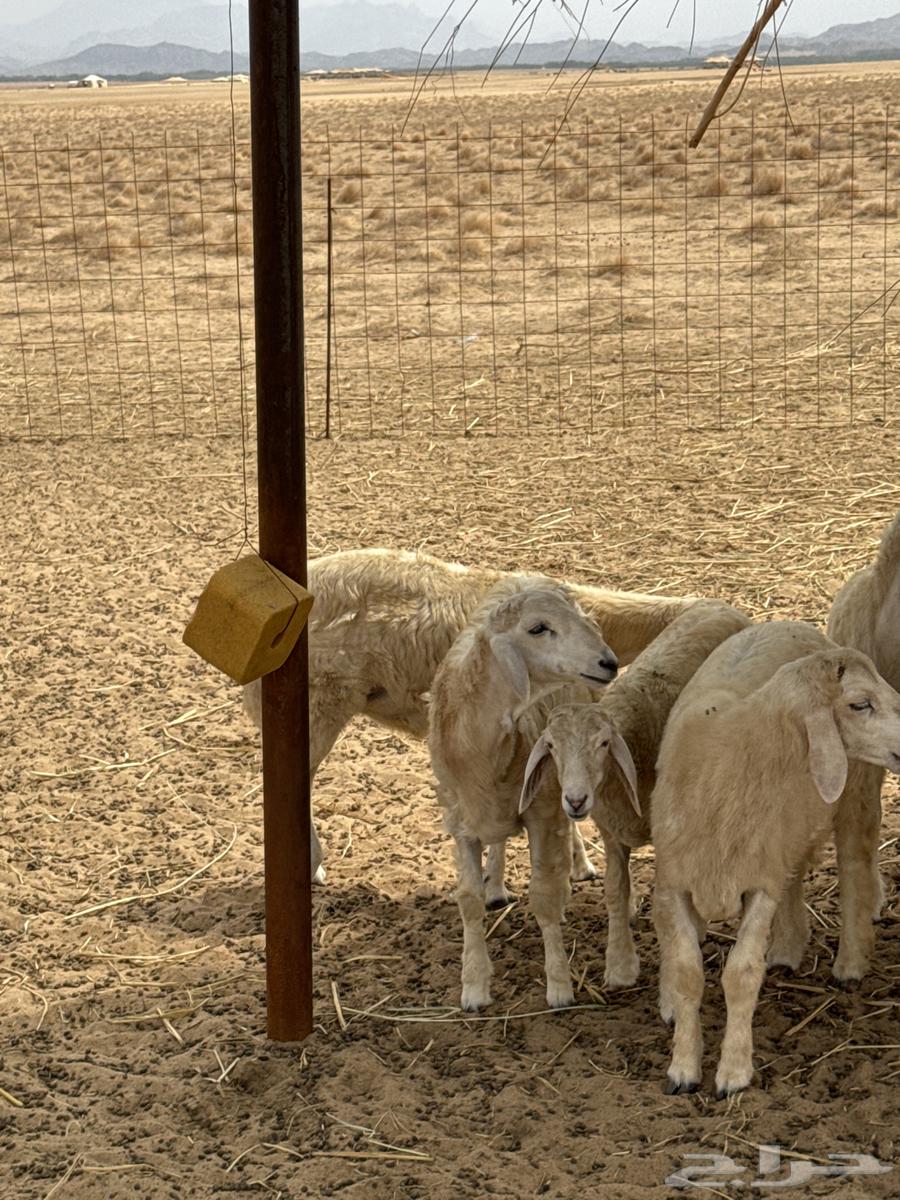 طليان مقفلة شحم ولحم64238540636291112