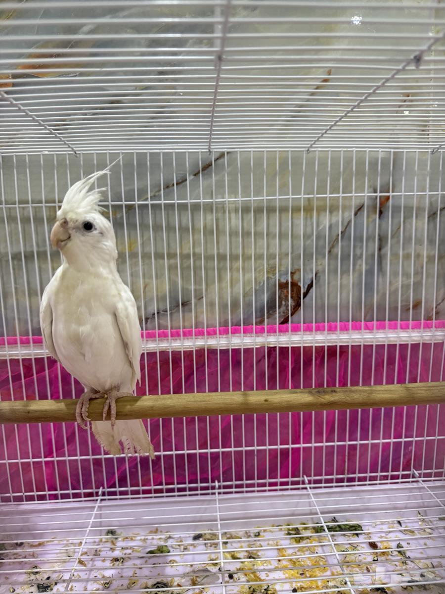 للبيع كروان ثلاث حبات64318754979457111